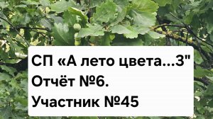 СП " А лето цвета...3". Отчёт №6. Участник №45.