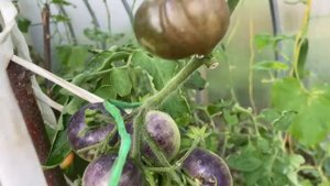 Фитофтора началась 10 августа