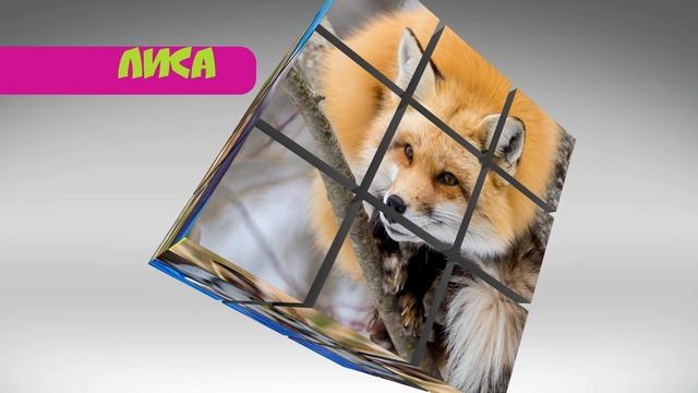 куб 3 д животные смотреть онлайн