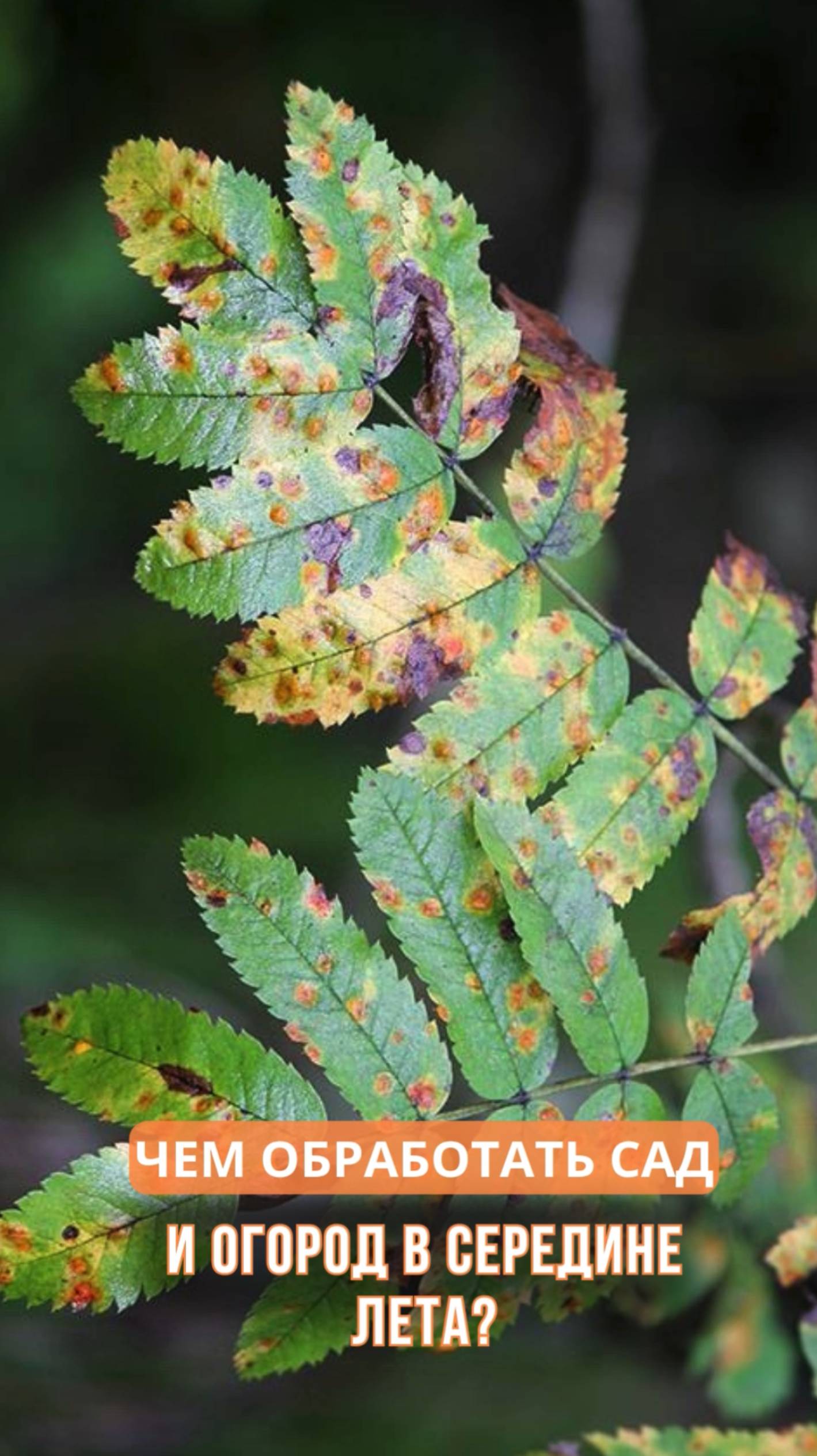 Чем обработать сад и огород в середине лета? смотреть онлайн