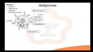 Видео-лекция №1.3 Нервная ткань