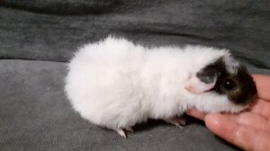 американский тедди белый с чёрным, оттер, 1 месяц из питомника ZLATO VLASKA