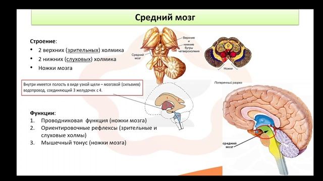 Видео-лекция №6.2 Отделы головного мозга смотреть онлайн