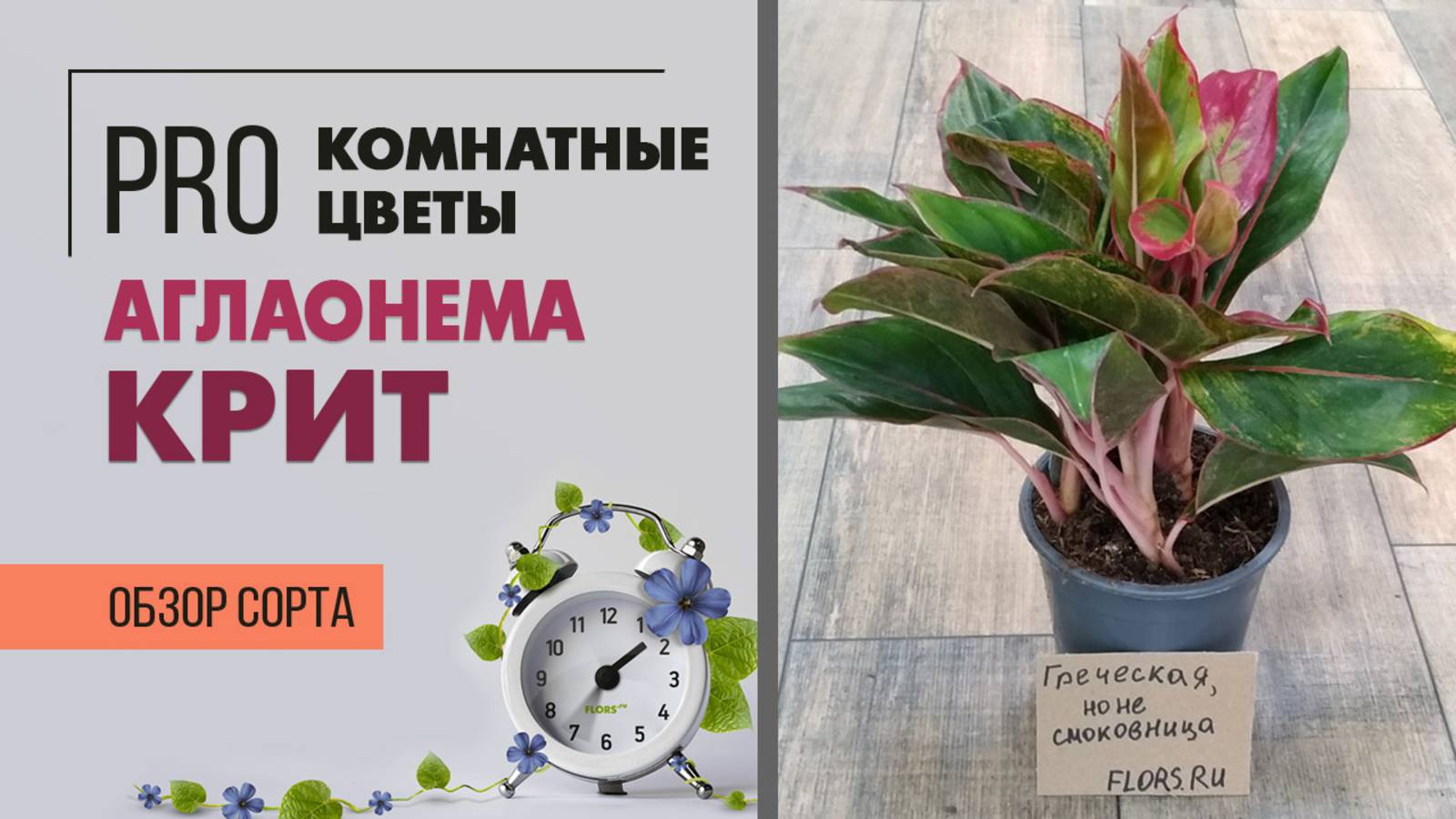 Аглаонема Крит - яркое комнатное растение для стильного озеленения интерьера. Обзор сорта.