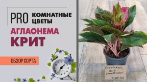 Аглаонема Крит - яркое комнатное растение для стильного озеленения интерьера. Обзор сорта.