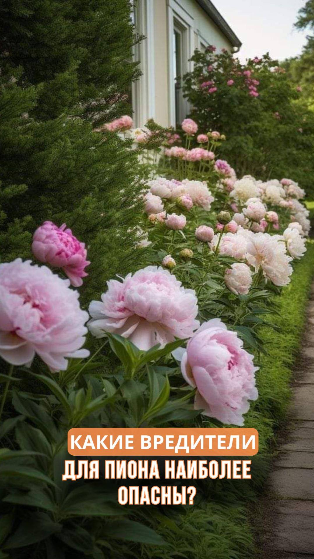 Какие вредители для пиона наиболее опасны? смотреть онлайн