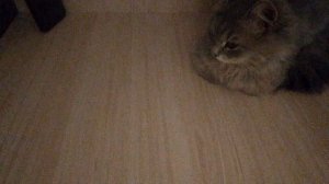 Заперли кошку в ШКАФУ!