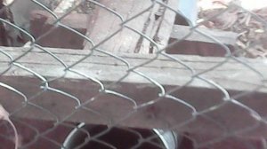 Поение курочек 18 августа 2025