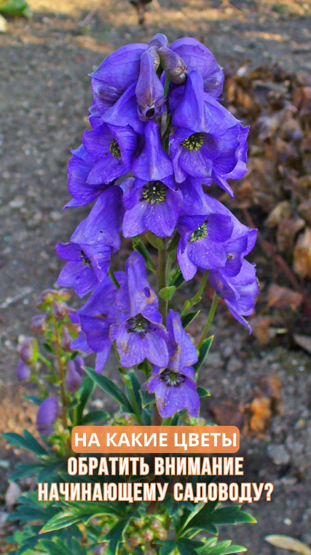 На какие цветы обратить внимание начинающему садоводу? смотреть онлайн