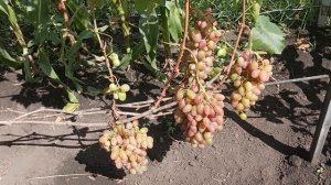 Виноград Спонсор Дарья Клубничный Велюр Рембо Преображение Алвика София Столетия Чарли - Часть 5.