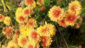 хризантема корейская рыже-желтая