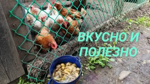 Куры-несушки Можно ли давать картофельные очистки Это ведь сочный корм