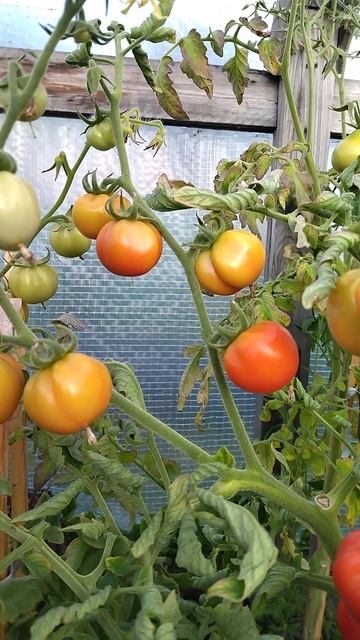 поспевают помидоры