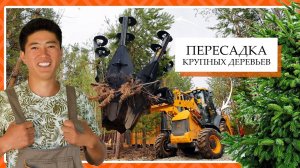 Как пересаживают большие деревья? Пересадка туи, ели "под ключ"