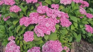 Дача! 🏡Обзор цветов на 14. 08. 25г.🌹 Ленобласть.🌹