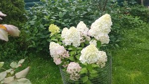 Гортензия Геркулес.