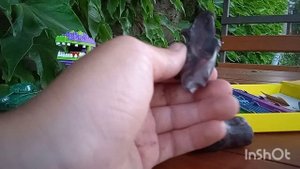 Лепка паука серебрянки из пластина
