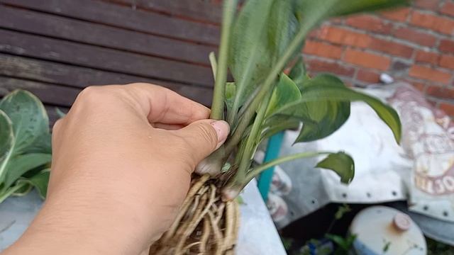 Заказ в Краснодарский край🪴 смотреть онлайн