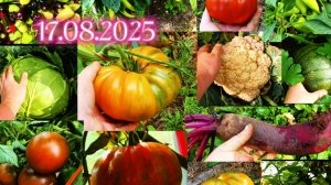 Огород нерадивой хозяйки.