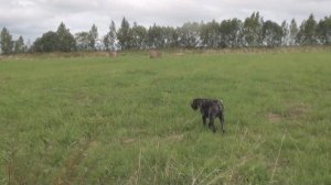 Вайс по бекасам.