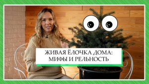 Живая ЁЛОЧКА дома: МИФЫ И РЕАЛЬНОСТЬ