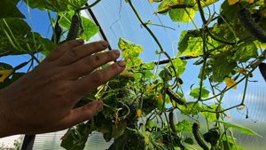 На даче. Спасла томаты и огурцы всего одним средством 👍