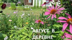 Деревня в середине августа// собираем урожай//косим// копаем.