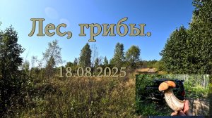 Лес, грибы 18.08.2025