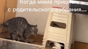 Мама пришла с родительского собрания...