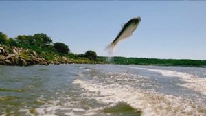 Обалдеть! Азиатский карп!