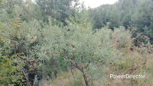 Кильмезь Кировский области.Красная гора. Памятник природы и место силы.