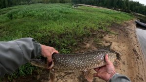 Щука на спиннинг на р. Вынгапур.