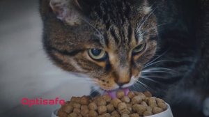 Видеоролик корма для собак и кошек "Optisafe"