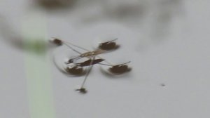 Водомерка речная, прудовая.