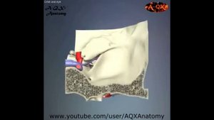 3D Анатомия человека - орбита глаза.