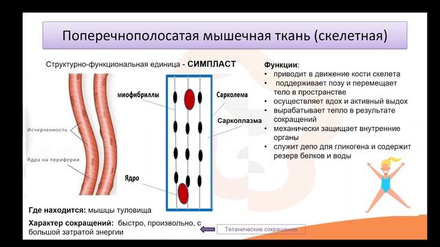 Видео-лекция №1.2 Мышечная ткань смотреть онлайн
