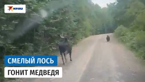 На Камчатке лось и медведь устроили гонки