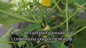 Старый, Советский 1958 год, скороспелый сорт огурца "Алтайский ранний 166" семена на скороспелка.рф
