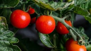 ПЕРВЫЙ УРОЖАЙ ПОМиДОР, КАКИЕ ВЫГОДНО САЖАТЬ СОРТА.