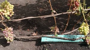 Виноград Мускат Донской Кандагар Талдун Атаман Павлюк Юлиан Венгерский Аксайский Воплощение Часть 4.