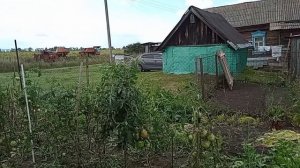 стрижка помидоров, огурцов/ремонт на кухне/ установили кухонную столешницу с мойкой/15.08.25