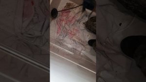 прочистка унитаза