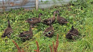 Соединение подсадных уток