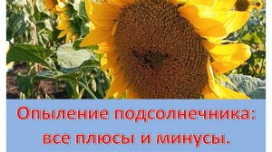 Опыление подсолнечника: все плюсы и минусы.