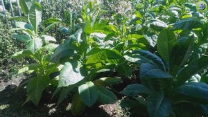 Обзор растений табака на 15 августа