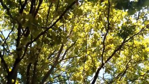 Пульсы различных органов на правой и левой руке.