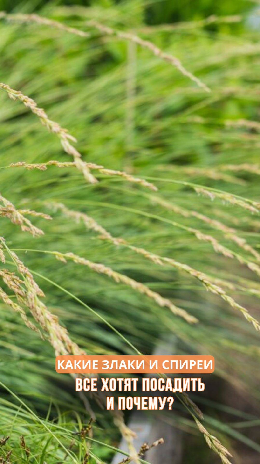 Какие злаки и спиреи все хотят посадить и почему? смотреть онлайн