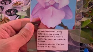 ВНИМАНИЕ ВНИМАНИЕ ВНИМАНИЕ РАСПРОДАЖА!!! ОБЗОР ОРХИДЕЙ НА ТЕПЛИЦЕ!