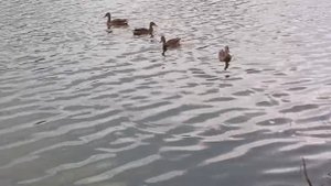 Жильцы на Новом озере Кисловодск