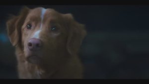 «Хороший мальчик», трейлер